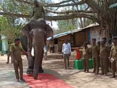 அரசு மரியாதையுடன் காட்டு ராஜா யானை கலீம் ஓய்வு - 60 வயதை எட்டியதால் டாப்ஸ்லிப்பில் கும்கி யானைக்கு பிரிவு உபசரிப்பு