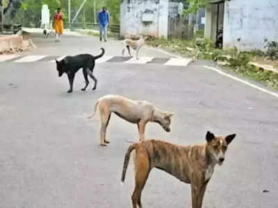 Greater Noida में कुत्ते को पीटकर मार डाला, सोसाइटी के गार्डो पर महिला ने कराया मुकदमा
