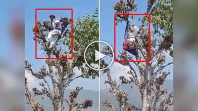 दारूच्या नशेत झाला आऊट ऑफ कंट्रोल, झाडावर चढून करतोय माकडांशी स्पर्धा
