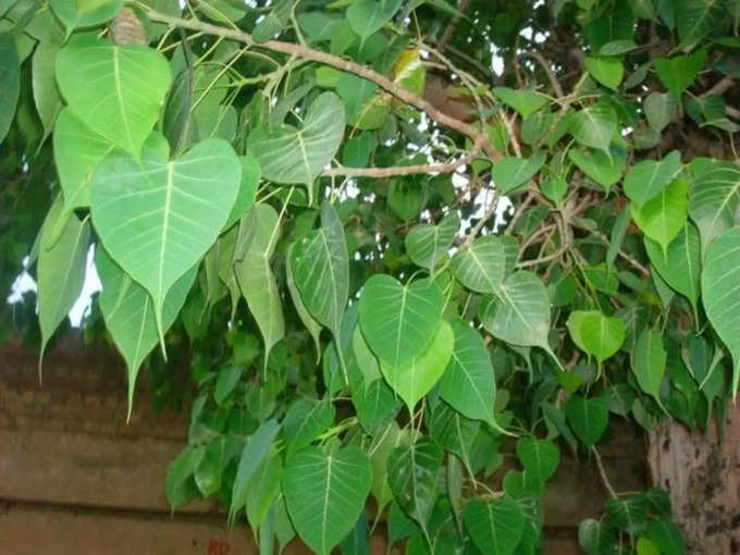 ರೋಗಗಳಿಗೆ ಜ್ಯೋತಿಷ್ಯ ಪರಿಹಾರಗಳು