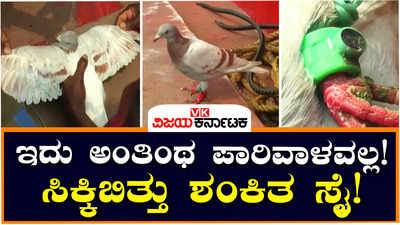 Spy Pigeon: ಕಾಲಲ್ಲಿ ಕ್ಯಾಮೆರಾ, ಮೈಕ್ರೋಚಿಪ್‌! ಓಡಿಶಾ ಕಡಲತೀರದಲ್ಲಿ ಸಿಕ್ಕಿಬಿದ್ದ ಶಂಕಿತ ಗೂಢಾಚಾರಿ ಪಾರಿವಾಳ