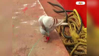 Spy Pigeon Caught In Odisha : চিনের নজরে ভারত? ওডিশায় পায়ে ক্যামেরা বাঁধা পায়রা উদ্ধার ঘিরে রহস্য