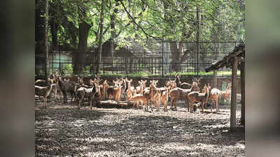 Mysuru Zoo: ಬೇಸಿಗೆಯಲ್ಲಿ ಪ್ರಾಣಿಗಳ ರಕ್ಷಣೆಗೆ ಮೈಸೂರು ಮೃಗಾಲಯದಲ್ಲಿ ವಿಶೇಷ ತಯಾರಿ!