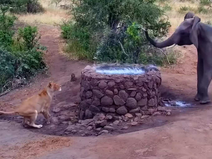 हाथी को देखते ही शेरनी खड़ी हो गई