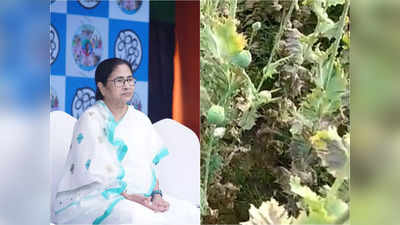 Mamata Banerjee on Poppy Cultivation: পোস্ত চাষ মানেই ড্রাগ তৈরি করা নয়...রাজ্যকেও অনুমতি দিতে হবে, বিধানসভায় প্রস্তাব মুখ্যমন্ত্রীর