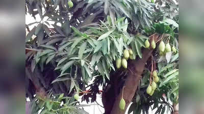 Muzaffarpur News : आम के पेड़ों पर मंडराया खतरा, जानिए क्यों परेशान हुए बिहार के किसान
