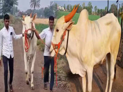 लक्ष्या बैलावर विक्रमी बोली, लक्झरी कारपेक्षा भारी, बैल खरेदी करणारा शेतकरी म्हणतो...