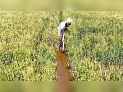 अवकाळीचा फटका! गव्हाच्या दरवाढीची टांगती तलवार; हरभऱ्याचेही दर वाढणार