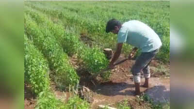 Chia farming - ಚಿಯಾ ಧಾನ್ಯ ಬೆಳೆಯುವ ಕಡೆಗೆ ಮುಖ ಮಾಡಿದ ಬೀದರ್ ಜಿಲ್ಲೆಯ ಯುವ ರೈತ