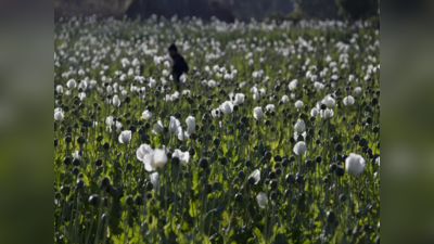 Opium cultivation in Bengal: क्यों अफीम पर बंगाल में मचा है बवाल? जानिए इसकी खेती क्यों हैं प्रतिबंधित