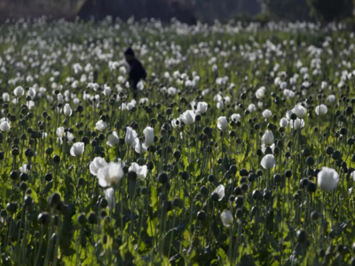 Opium cultivation in Bengal: क्यों अफीम पर बंगाल में मचा है बवाल? जानिए इसकी खेती क्यों हैं प्रतिबंधित