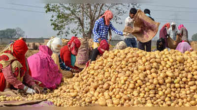 Potato Prices Fall: ಆವಕ ಹೆಚ್ಚಳದಿಂದ ರಾಜ್ಯದಲ್ಲಿ ಪಾತಾಳಕ್ಕಿಳಿದ ಆಲೂಗಡ್ಡೆ ಬೆಲೆ, ಸಂಕಷ್ಟಕ್ಕೆ ಸಿಲುಕಿದ ರೈತರು