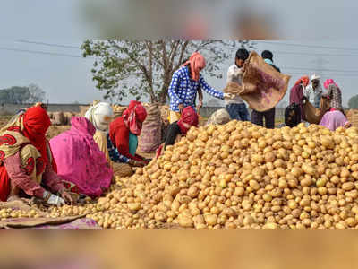 Potato Prices Fall: ಆವಕ ಹೆಚ್ಚಳದಿಂದ ರಾಜ್ಯದಲ್ಲಿ ಪಾತಾಳಕ್ಕಿಳಿದ ಆಲೂಗಡ್ಡೆ ಬೆಲೆ, ಸಂಕಷ್ಟಕ್ಕೆ ಸಿಲುಕಿದ ರೈತರು