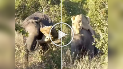 ​सिंहीण करत होती हत्तीची शिकार, पण ‘त्या’ एका चुकीमुळे फसला खेळ, घडली जन्माची अद्दल