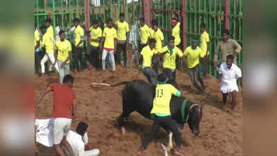 புதுக்கோட்டை கீரனூர் அருகே மாபெரும் ஜல்லிக்கட்டு போட்டி - 700 காளைகளும் 300 காளையர்களும் பங்கேற்பு