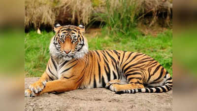 Tiger Attack: ಮಧ್ಯಪ್ರದೇಶದಲ್ಲಿ ಘಟನೆ: ಪರೀಕ್ಷಿಸಲು ಹುಲಿ ಬಾಲಕ್ಕೆ ಹೊಡೆದು ಜೀವ ಕಳೆದುಕೊಂಡ