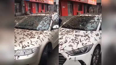 Worms Raining in China: ವಿಚಿತ್ರ ವಿದ್ಯಮಾನ: ಚೀನಾದಲ್ಲಿ ಸುರಿಯಿತೇ ಹುಳುಗಳ ಮಳೆ? ಇದರ ಸತ್ಯಾಸತ್ಯತೆ ಏನು?