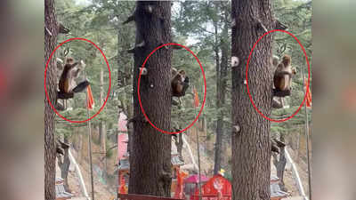Shimla: जाखू मंदिर के ब्लैकमेलर बंदर... लोगों का सामान छीन चढ़ जाते हैं पेड़ पर, प्रसाद दो तो करते हैं वापस