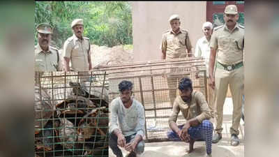 கறிக்காக அரியவகை ஆமைகள் கடத்தல்... விழுப்புரம் அருகே அதிர்ச்சி