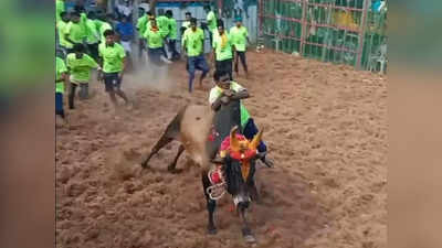 திருமயம் அருகே மலையகோவிலில் மாபெரும் ஜல்லிக்கட்டு - காளைகளைப் பிடித்து அசத்திய காளையர்கள்