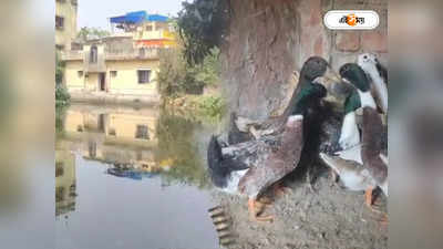 West Bengal Local News : পুকুরে বিষ দিয়ে মাছ সহ ১৮ টি হাঁস মেরে ফেলার অভিযোগ, শোরগোল বালিতে