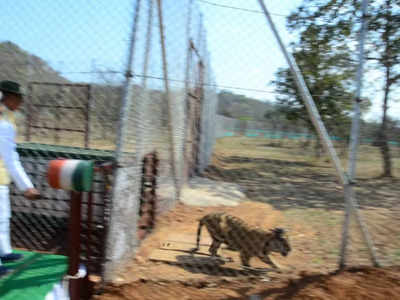 Fact Check: माधव नेशनल पार्क से भाग गया बाघ, सोशल मीडिया पर चल रही खबर का सच जानें