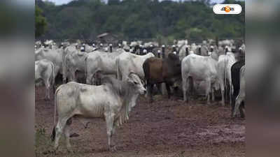 Gujarat Cattle Conclave : গোরু নিয়ে বিজনেস কনক্লেভ! শুরু বিতর্ক