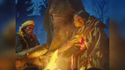 कहानी The Elephant Whisperers की, जिसने ऑस्कर में रचा इतिहास, इस ओटीटी प्लेटफॉर्म पर है मौजूद