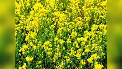 Mustard Oil Price: इस साल नहीं रुलाएगा सरसों तेल का भाव, जानिए कितना उपजा है सरसों