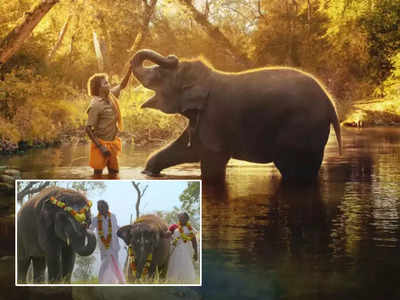 The Elephant Whisperers: తప్పిపోయిన ఏనుగుల కోసం వెతుకుతున్న ‘ఎలిఫెంట్ విస్పరర్స్’ బొమ్మన్