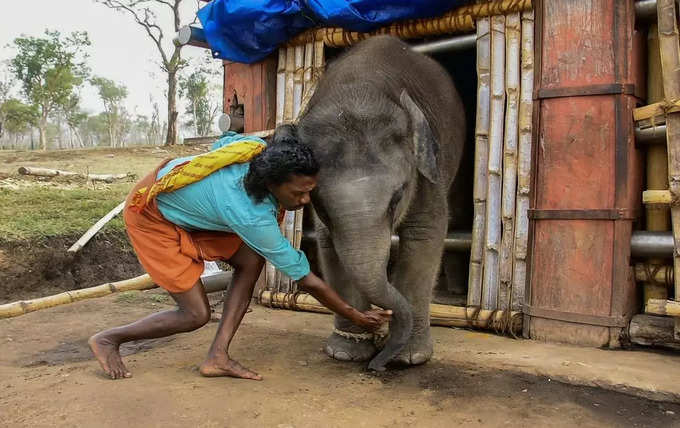 ബെല്ലിയും ബൊമ്മനും