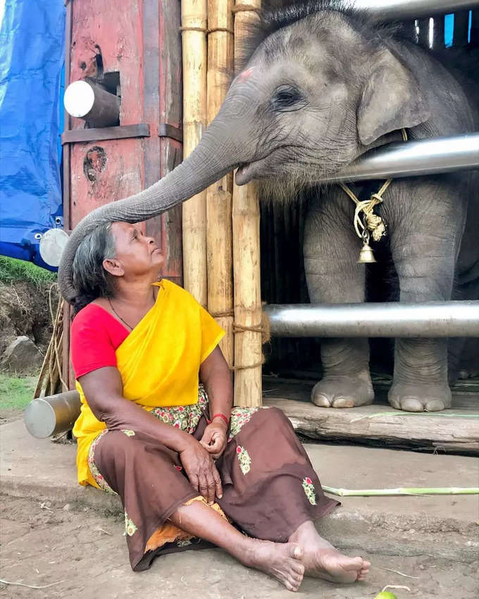 ദ് എലിഫന്റ് വിസ്പറേഴ്സ്