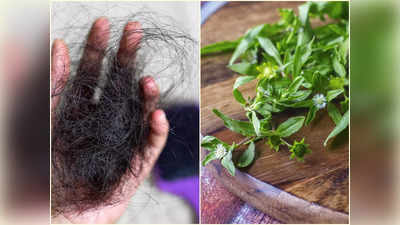 Bhringraj Oil For Hair: মুঠো মুঠো চুল ওঠা বন্ধ হবে মাত্র ৩ সপ্তাহে, মাত্র ২ দিন কেশুতি পাতার তেল যেভাবে মাখতে হবে