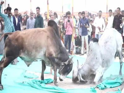 పెళ్లి మండపంలోకి దూసుకొచ్చి పొట్లాడిన ఎద్దులు.. అరగంట నిలిచిపోయిన క్రతువు.. వీడియో వైరల్