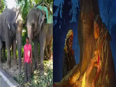 Uttarakhand की हाथी 5 करोड़ संपत्ति की वारिस, इस The Elephant Whisperers की कहानी जानते हैं आप