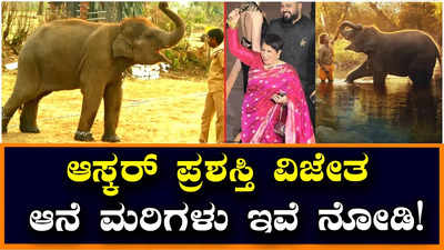 The Elephant Whisperer: ಆಸ್ಕರ್‌ ಗೆದ್ದ ಬೆನ್ನಲ್ಲೇ ದಿ ಎಲಿಫೆಂಟ್‌ ವಿಸ್ಪರರ್ಸ್‌ ಆನೆ ಮರಿ ನೋಡಲು ಮುಗಿಬಿದ್ದ ಜನ!