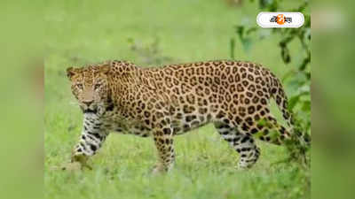 Leopard Attack : জলপাইগুড়িতে চলন্ত স্কুটিতে ঝাঁপ দিয়ে ঘাড়ে থাবা চিতাবাঘের, তারপর...