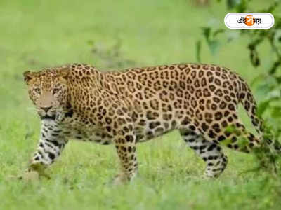 Leopard Attack : জলপাইগুড়িতে চলন্ত স্কুটিতে ঝাঁপ দিয়ে ঘাড়ে থাবা চিতাবাঘের, তারপর...