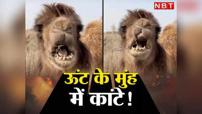 Camel Jungle News: क्या ऊंट को दर्द नहीं होता? कांटे कैसे चबा लेता है रेगिस्तान का जहाज