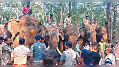 Elephant Operation: ಆನೆ ಕಾರ್ಯಾಚರಣೆ ಸ್ಥಗಿತ : ಪ್ರಾಣ ಭೀತಿಯಿಂದಲೇ ಬದುಕುತ್ತಿರುವ ಕಾಡಂಚಿನ ಜನರು