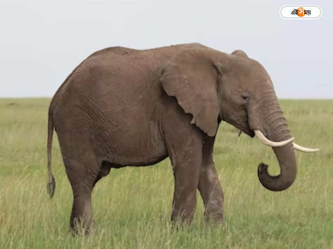 Elephant Represtative