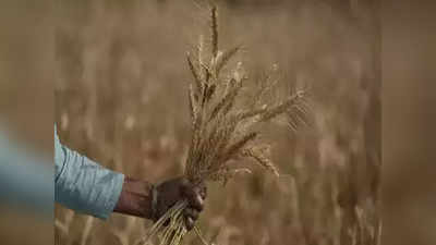 Wheat Price: फरवरी में ही अप्रैल की गर्मी, क्या घटेगा गेहूं का उत्पादन? जानिए सरकार ने क्या बताया