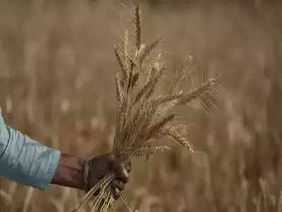 Wheat Price: फरवरी में ही अप्रैल की गर्मी, क्या घटेगा गेहूं का उत्पादन? जानिए सरकार ने क्या बताया