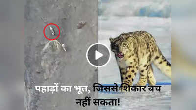 पहाड़ के भूत ने ऐसे किया शिकार, IFS अधिकारी ने वीडियो शेयर कर लिखा- गजब का शिकारी है!
