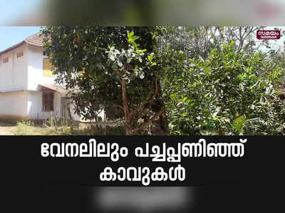 25 സെന്‍റ് സ്ഥലത്ത് 25 വര്‍ഷം മരം മുറിക്കാതെ സൂക്ഷിക്കാൻ കാവുകള്‍ | Drought