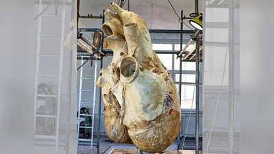 कभी देखा है ब्लू व्हेल का दिल? सोशल मीडिया पर वायरल हुई 181 किलो के दिल की तस्वीर