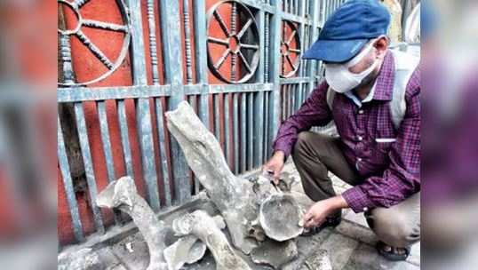 pune metro workers find 150 yr old animal bones at construction site