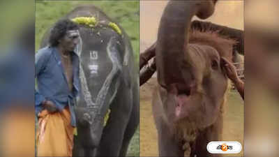 The Elephant Whisperers : রাতারাতি সেলেব, অস্কারজয়ী হাতি রঘুকে দেখতে পর্যটকদের ভিড়