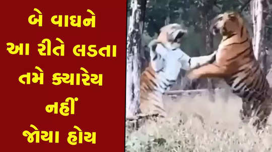 tiger in fight for territory in pench tiger reserve park video viral
