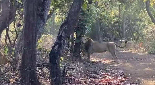 lion roaring gir jungle to mark his territory video goes viral